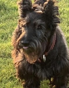 Lexi - Treasured Friends Pet Cremation in Kent